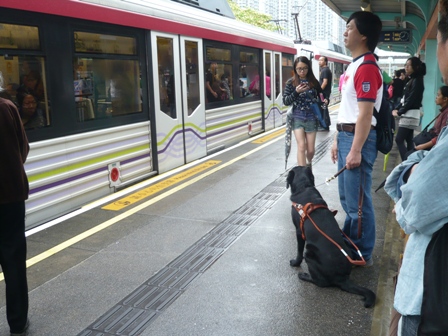 導盲犬在香港工作的情況