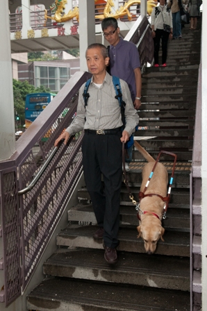導盲犬在香港工作的情況