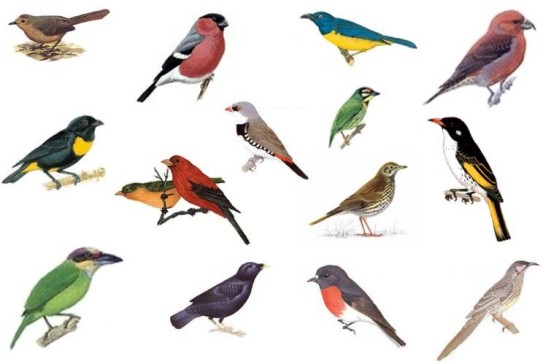 13種不同鳥類